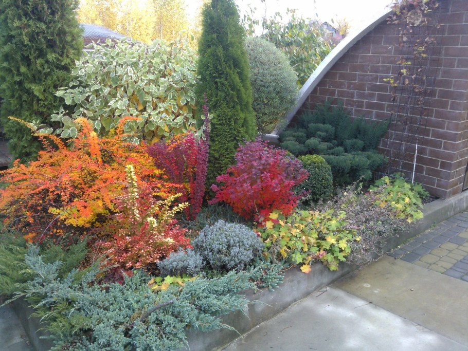 Мирикария в миксбордере