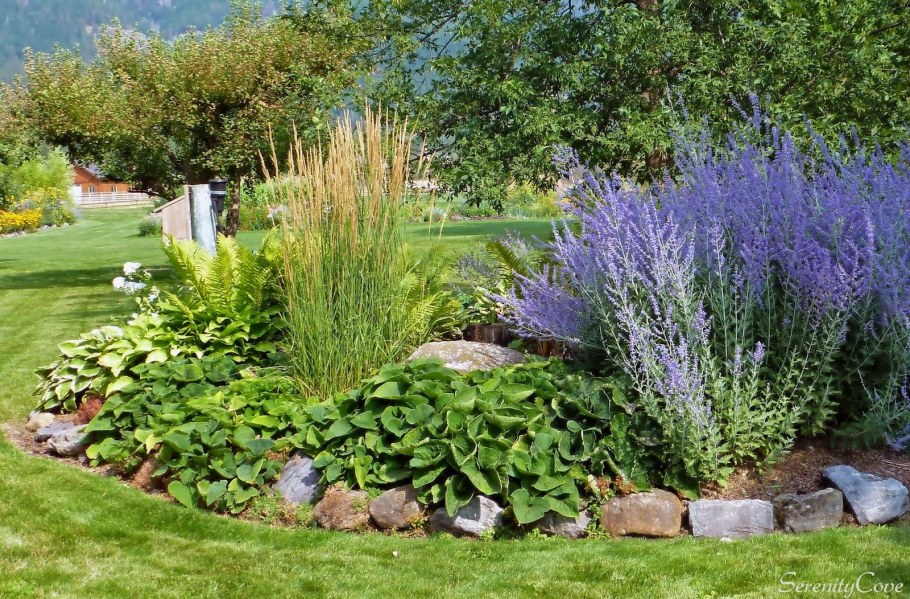 Перовския лебедолистная Блю Спайр