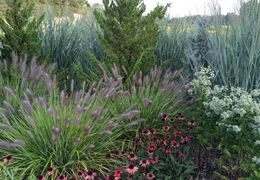 Пеннисетум лисохвостный ред хед