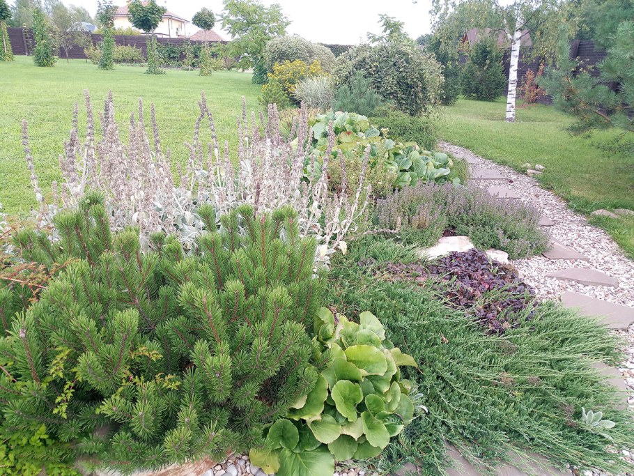 Мирикария Даурская в ландшафтном дизайне