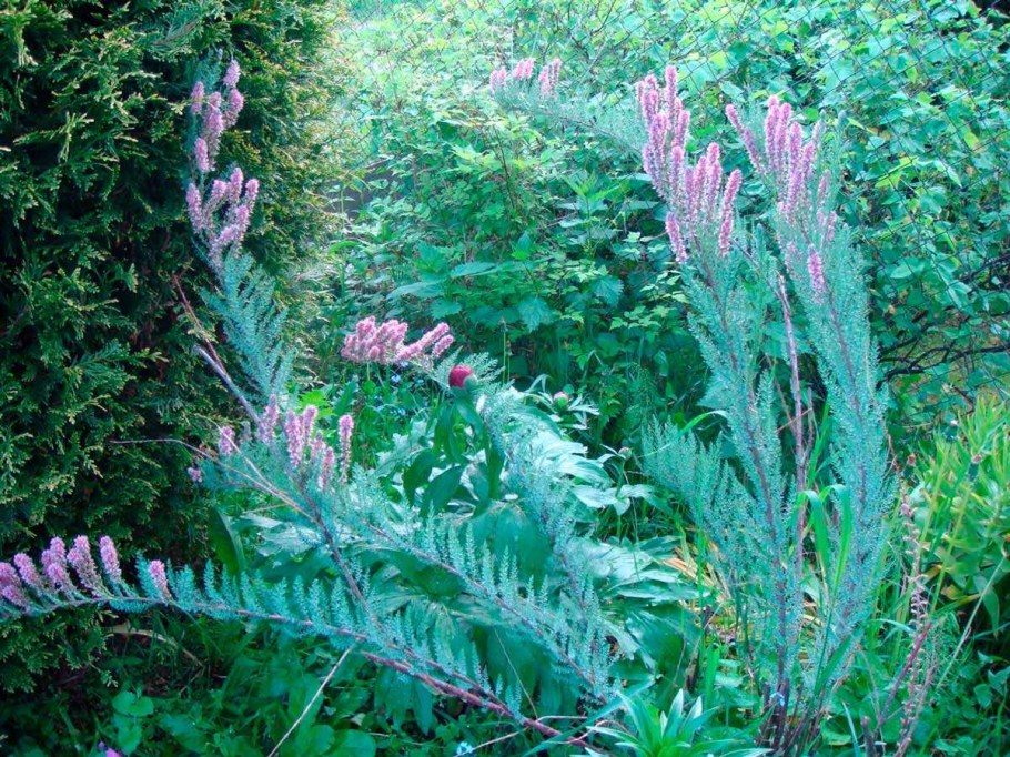 Мирикария Даурская