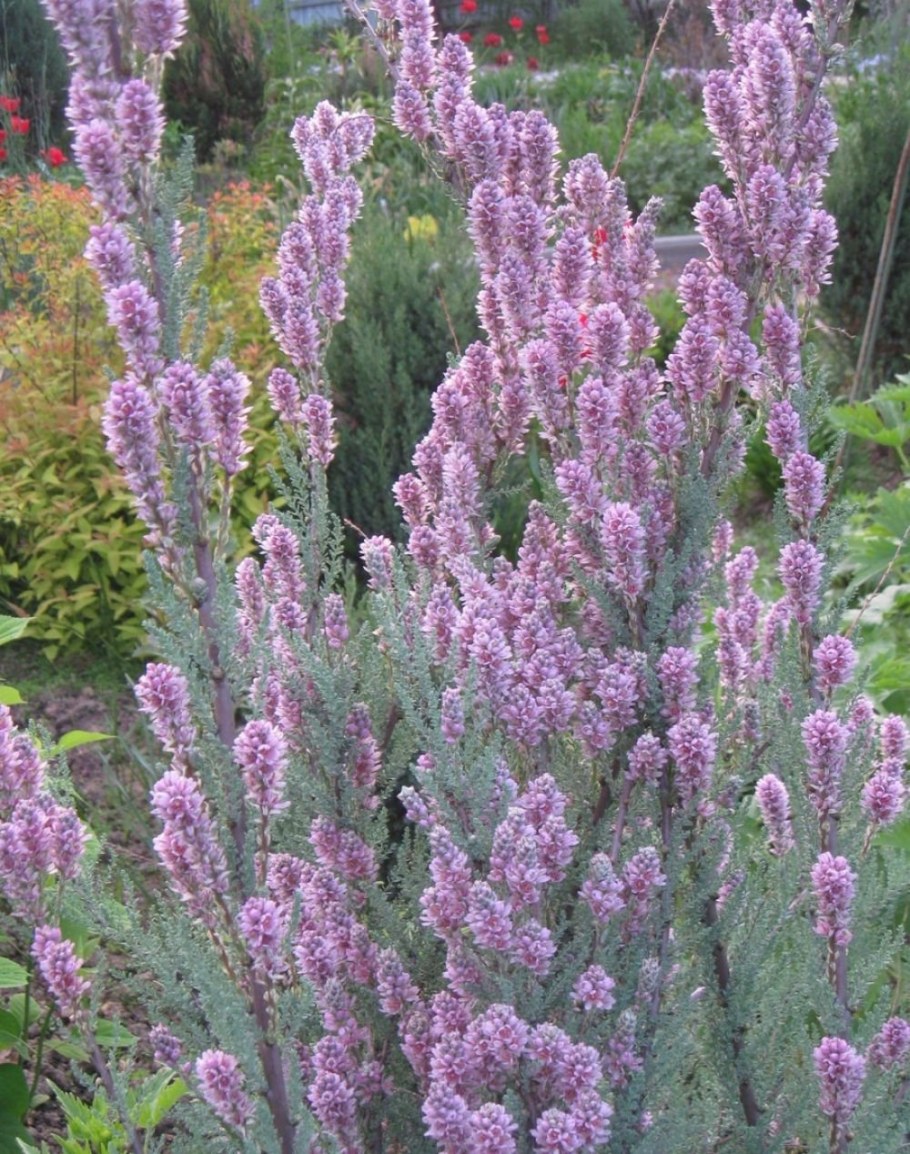 Мирикария лисохвостниковая