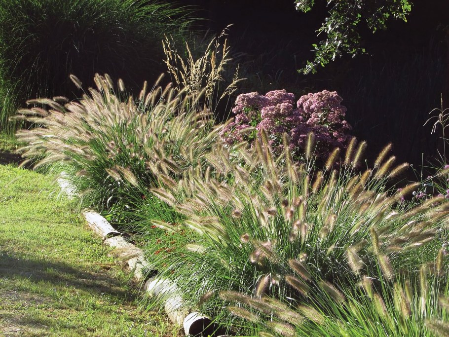 Пеннисетум лисохвостный