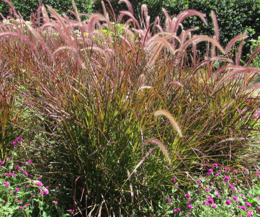 Пеннисетум Хамельн Голд