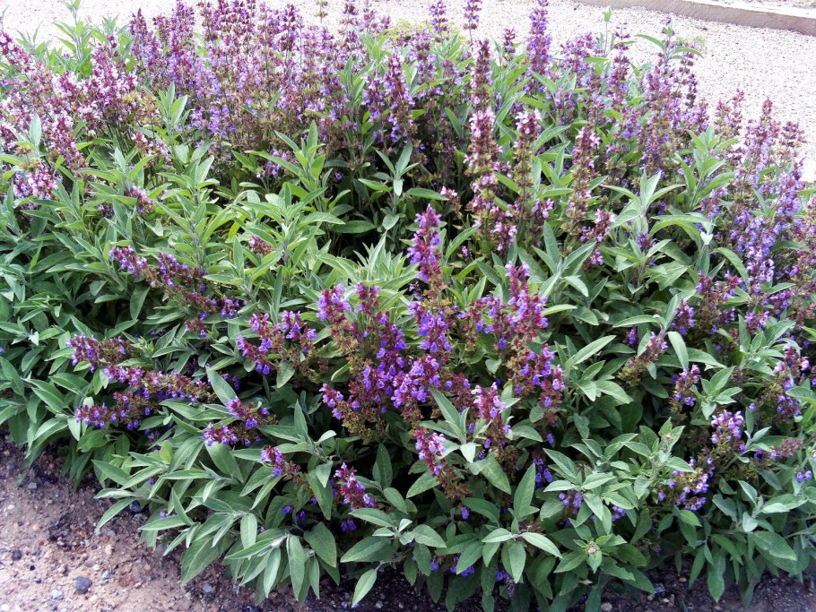 Шалфей лекарственный (Salvia officinalis)