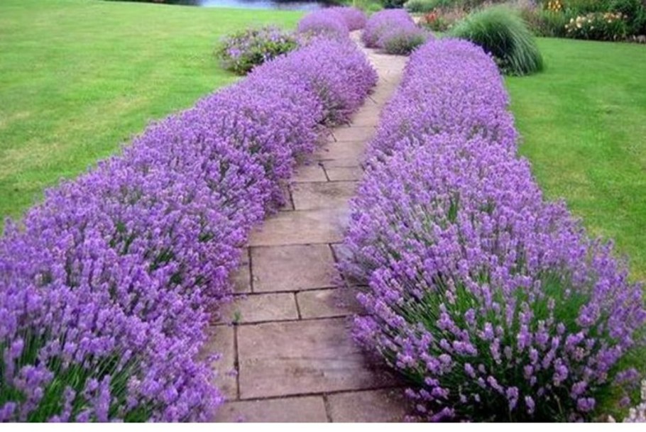 Лаванда узколистная Hidcote