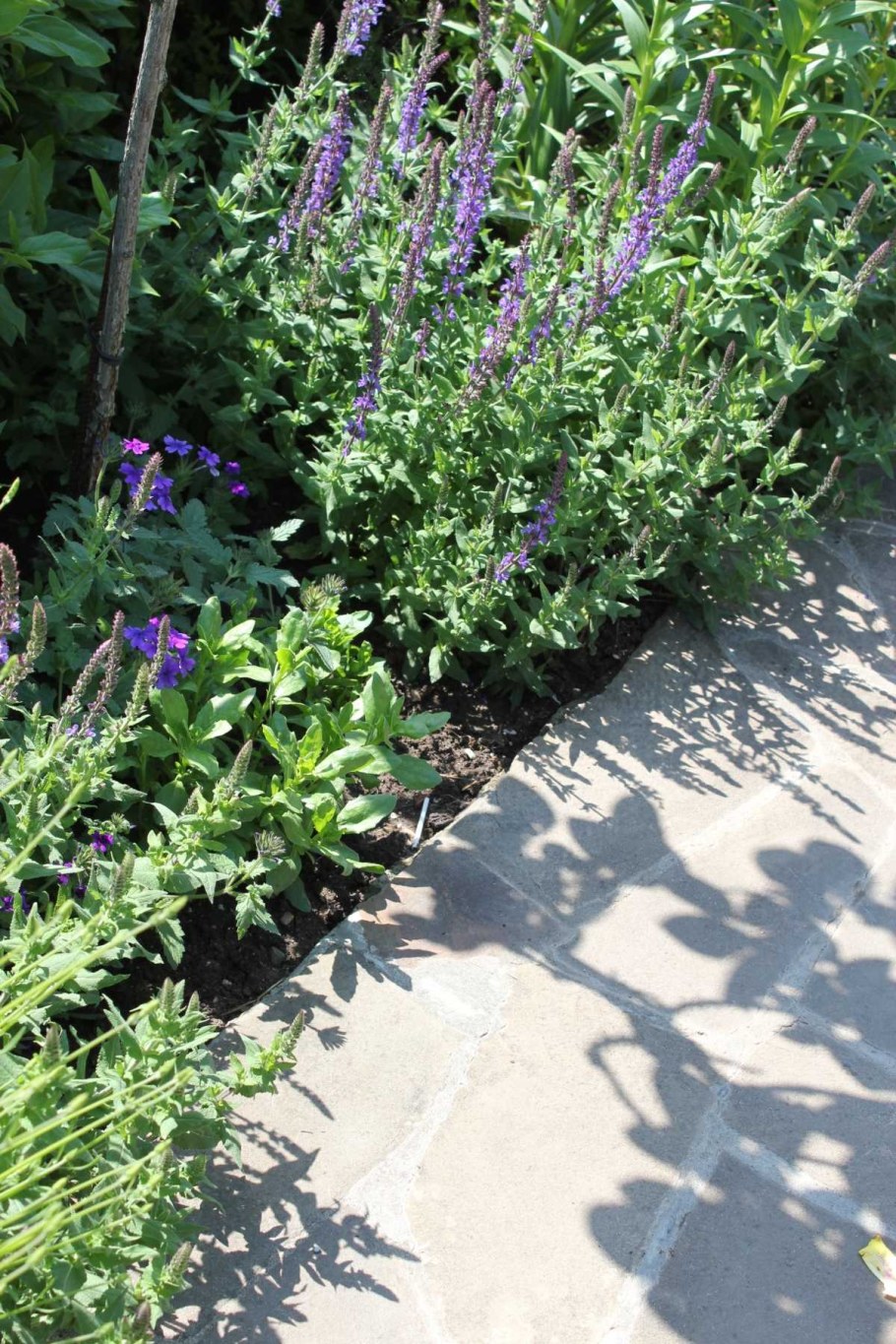 Шалфей Вересковый