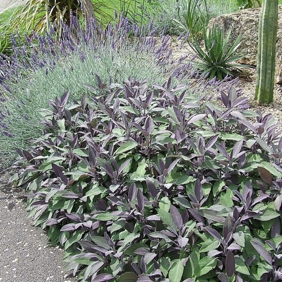 Шалфей Goldblatt icterina