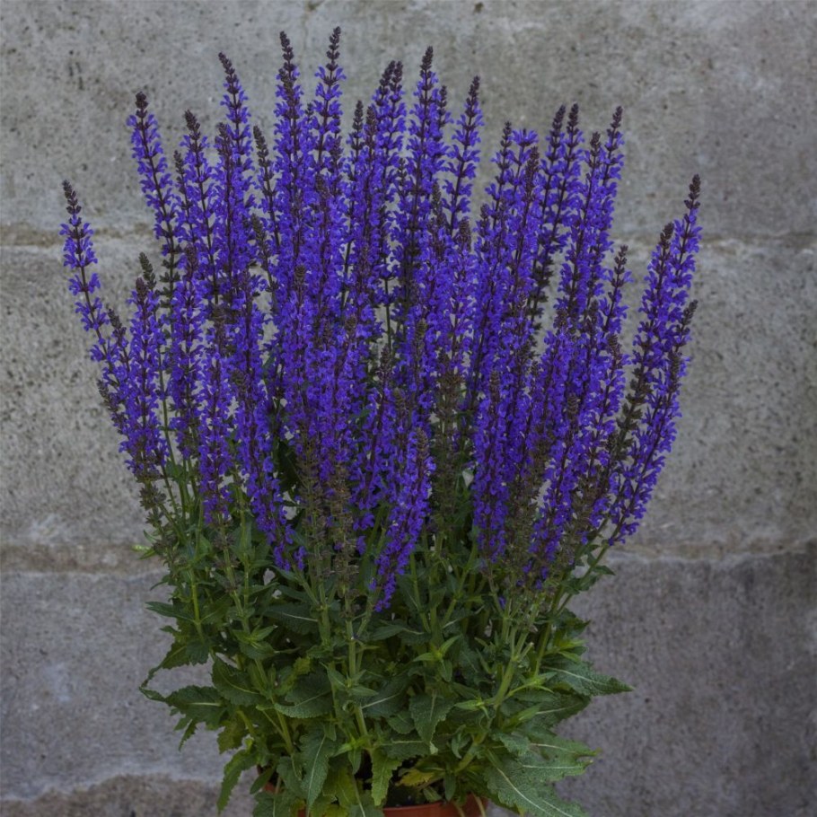 Шалфей Дубравный 'Blaukönigin'