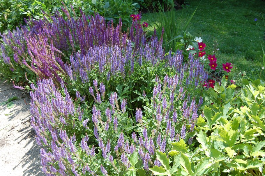 Сальвия Дубравная многолетняя