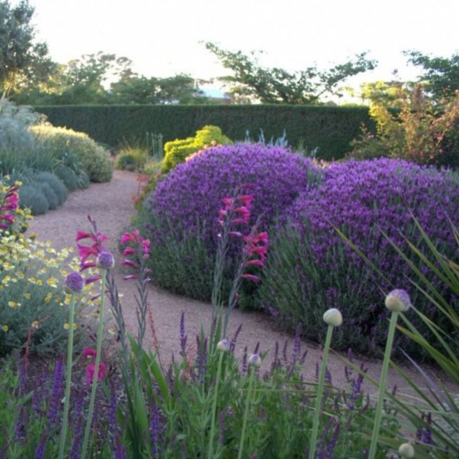 Шалфей Ostfriesland