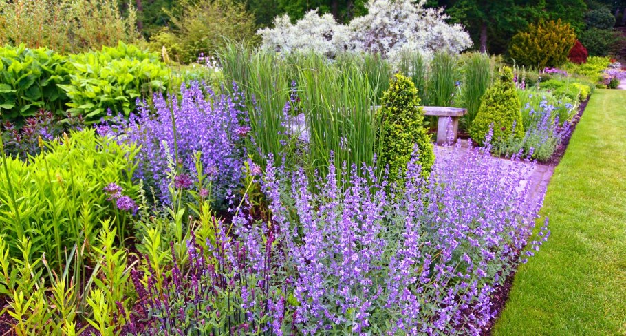 Шалфей Дубравный Остфрисланд