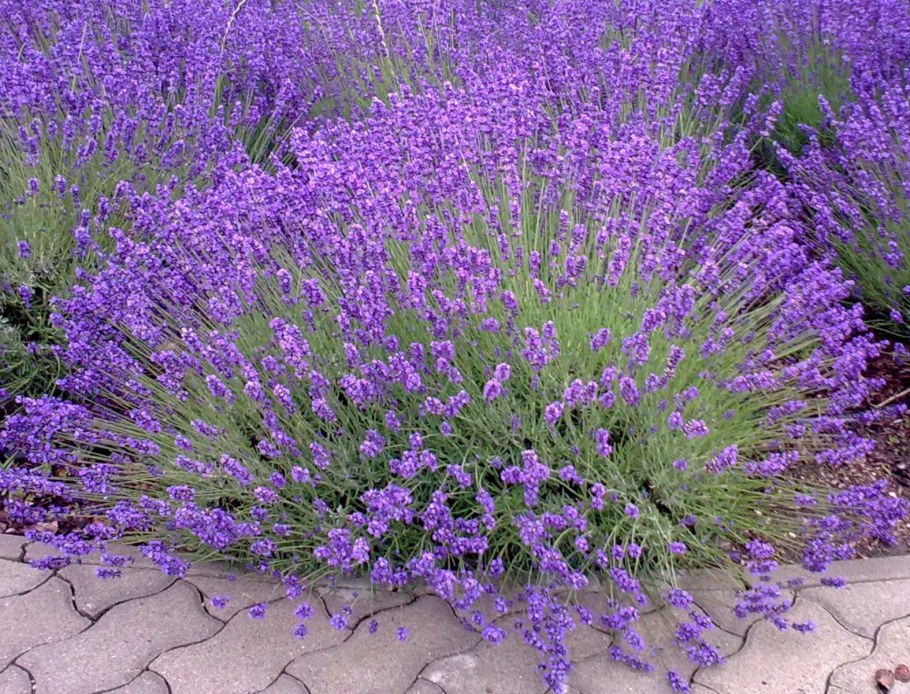 Лаванда узколистная Прованс