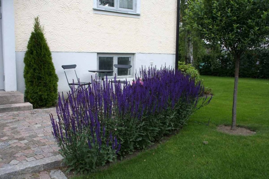 Шалфей Дубравный (Salvia nemorosa &#96;Caradonna&#96;)