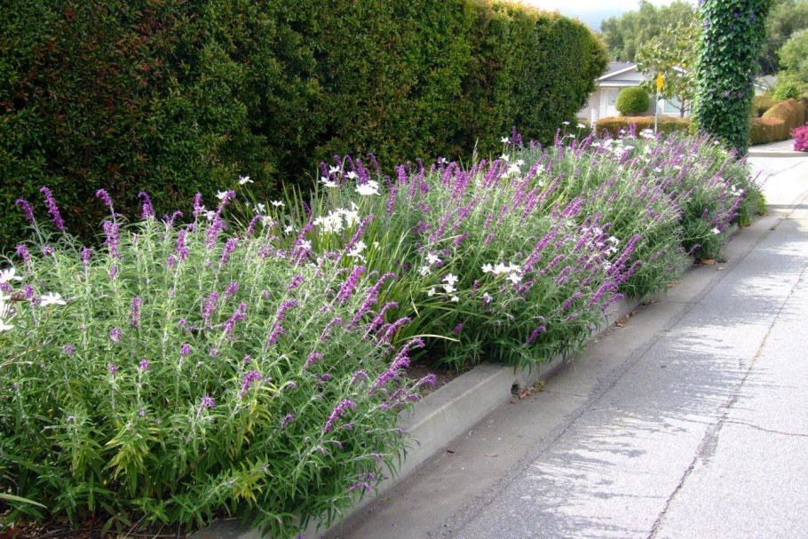 Миксбордеры с шалфеем дубравным