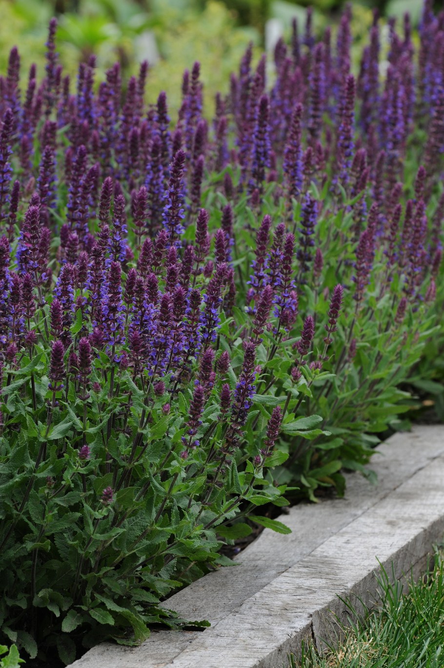 Шалфей Дубравный Negrito