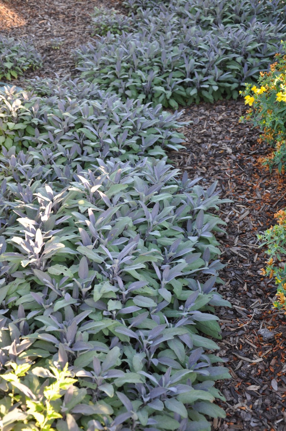 Шалфей серебристый Артемис