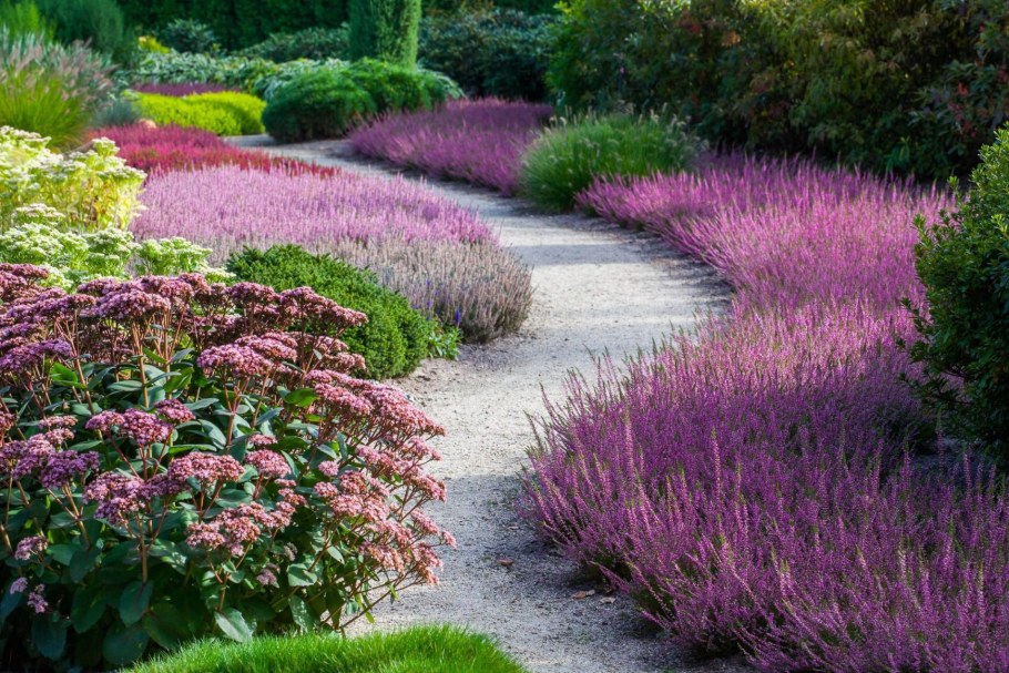 Котовник пит Удольф