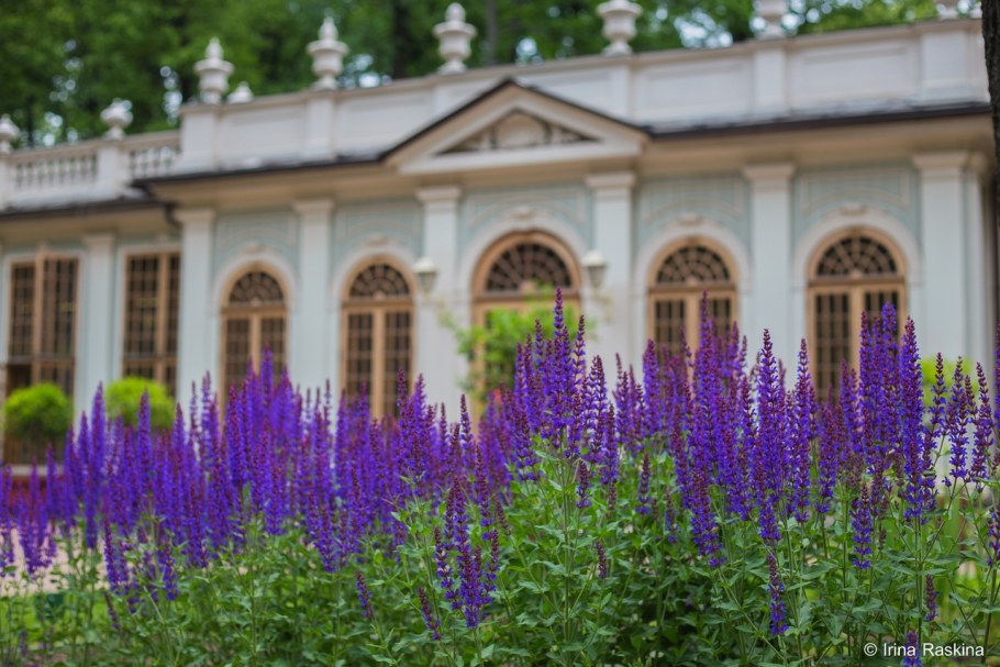 Шалфей Вербеновый