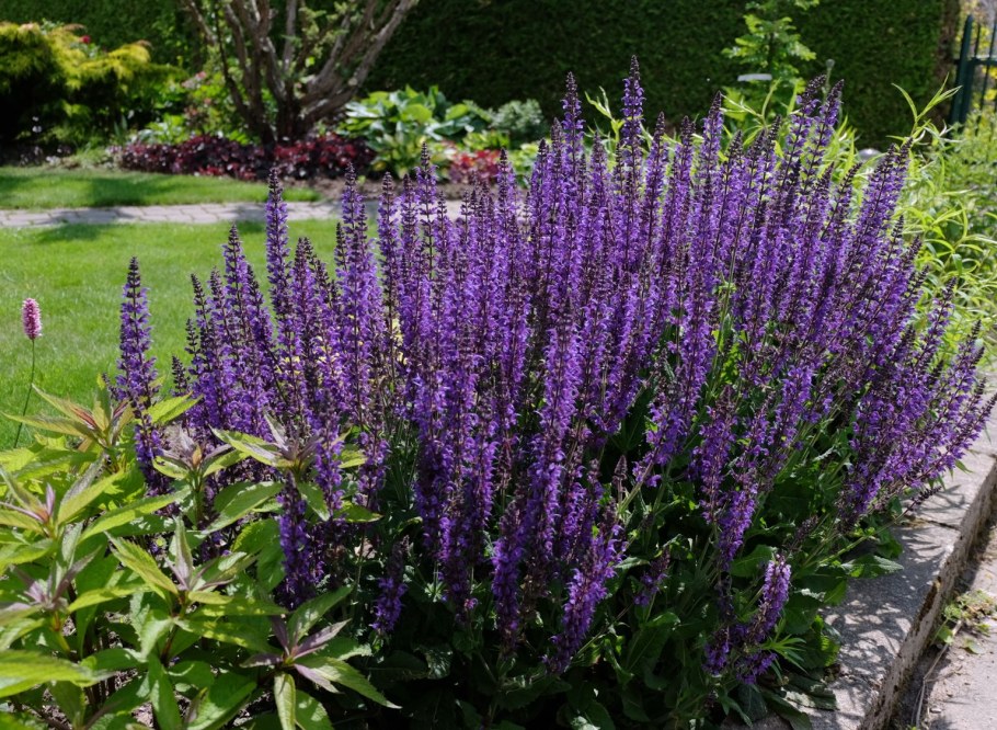 Шалфей Дубравный "Mainacht" Мэйнахт