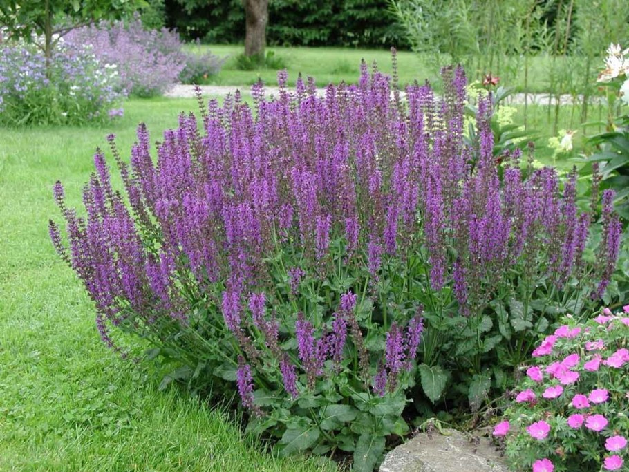 Шалфей Дубравный Майнахт