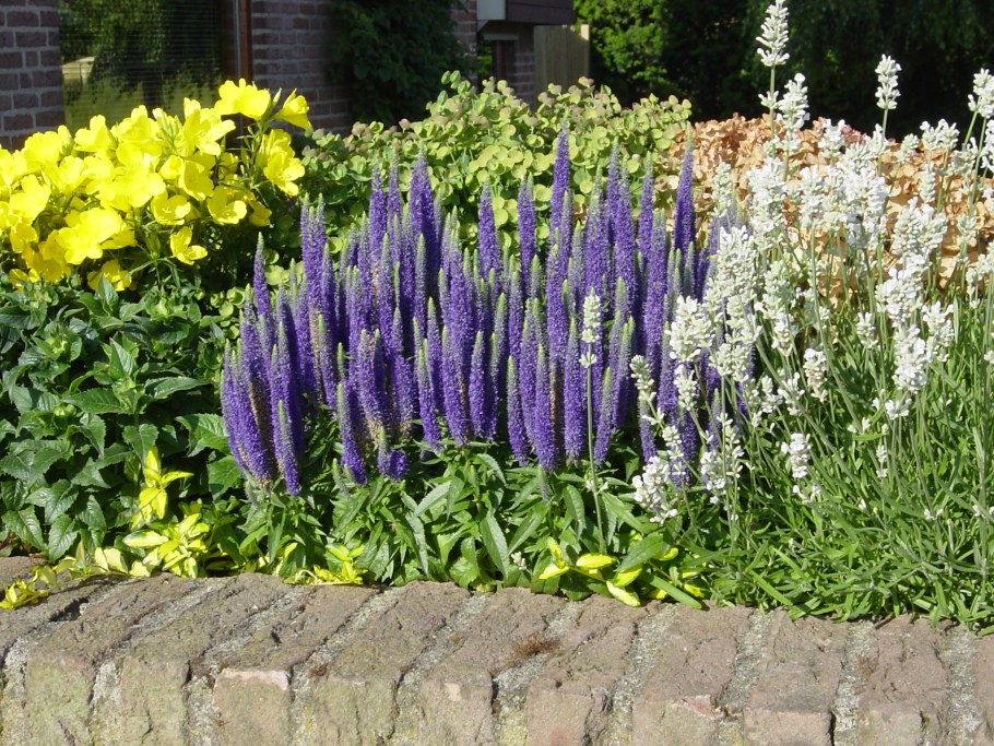 Вероника колосковая 'Rotfuchs'