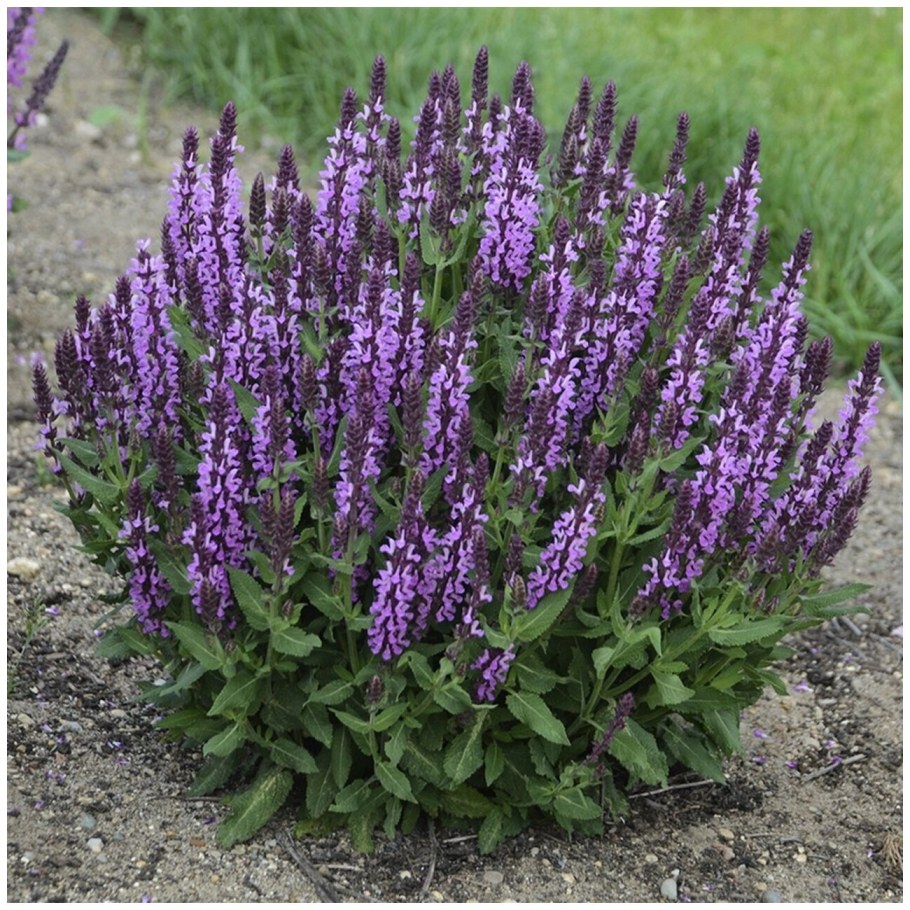 Шалфей Дубравный Amethyst