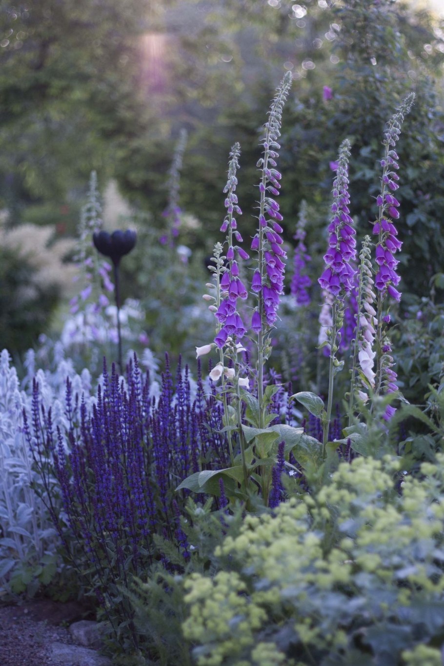 Шалфей Пурпуреа