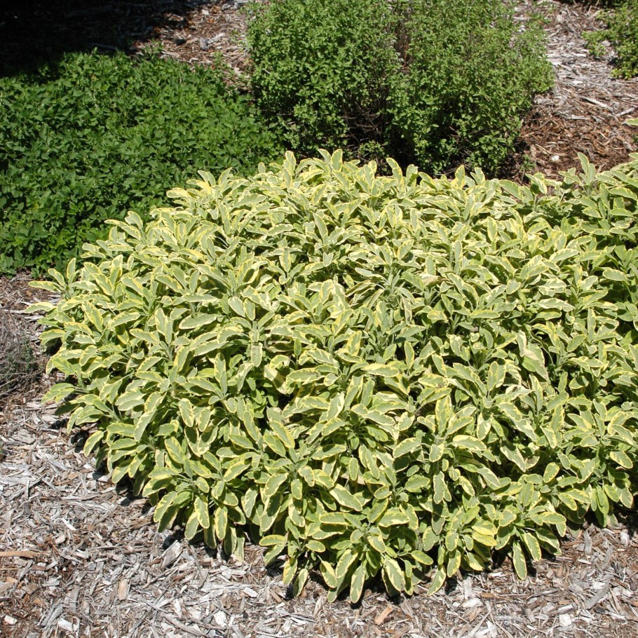 Шалфей вариегатный