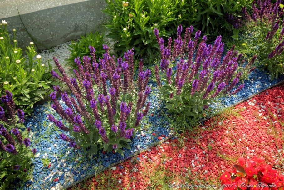 Сальвия Дубравная многолетняя