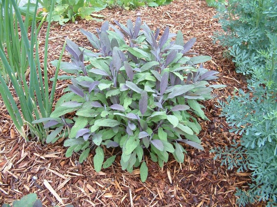 Шалфей Критский