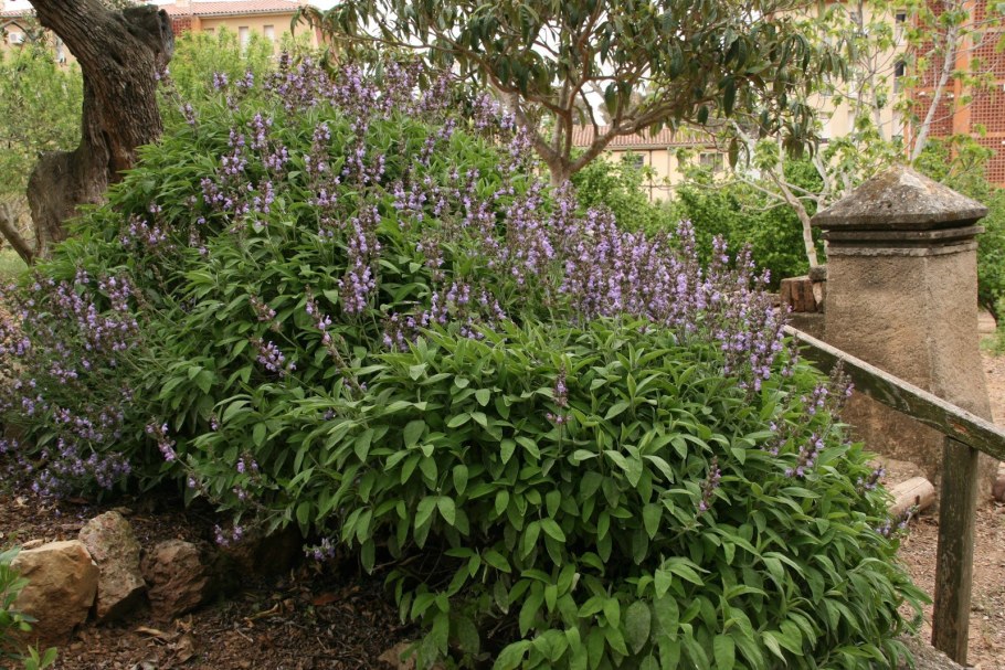 Шалфей Пинк Бьюти