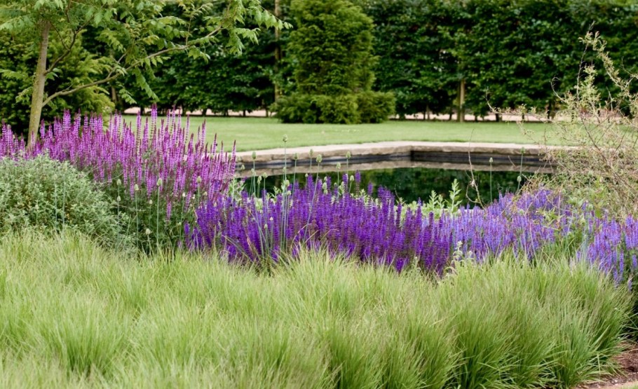 Лаванда котовник шалфей