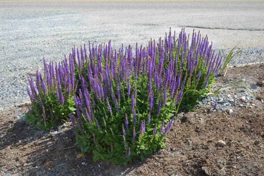 Шалфей Дубравный Карадонна