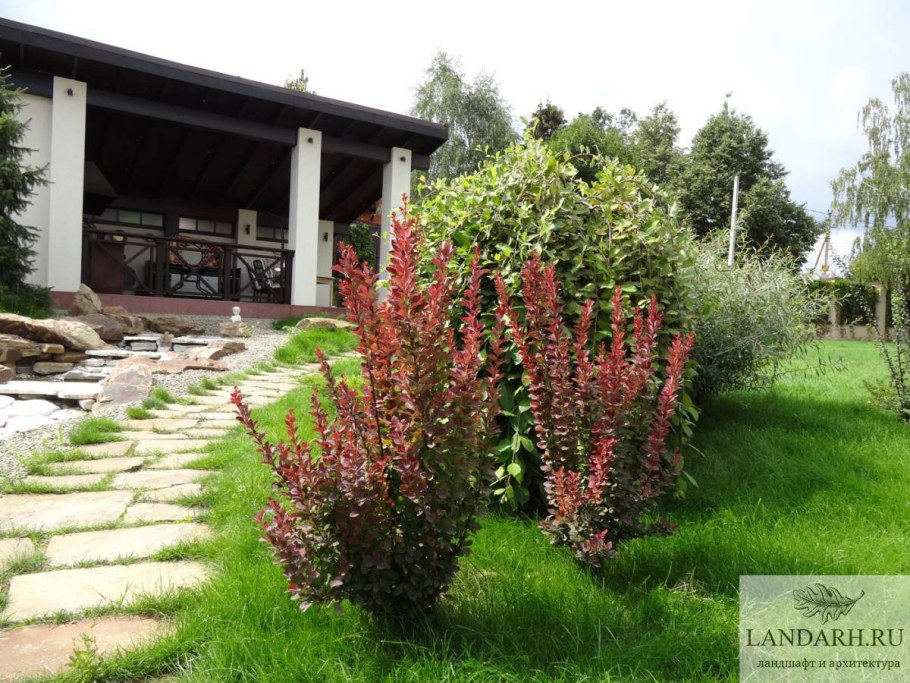 Барбарис Тунберга Мария в ландшафте