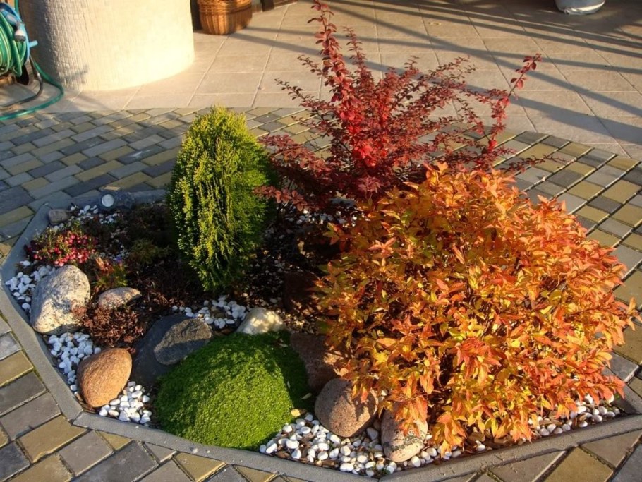 Барбарис Тунберга и спирея