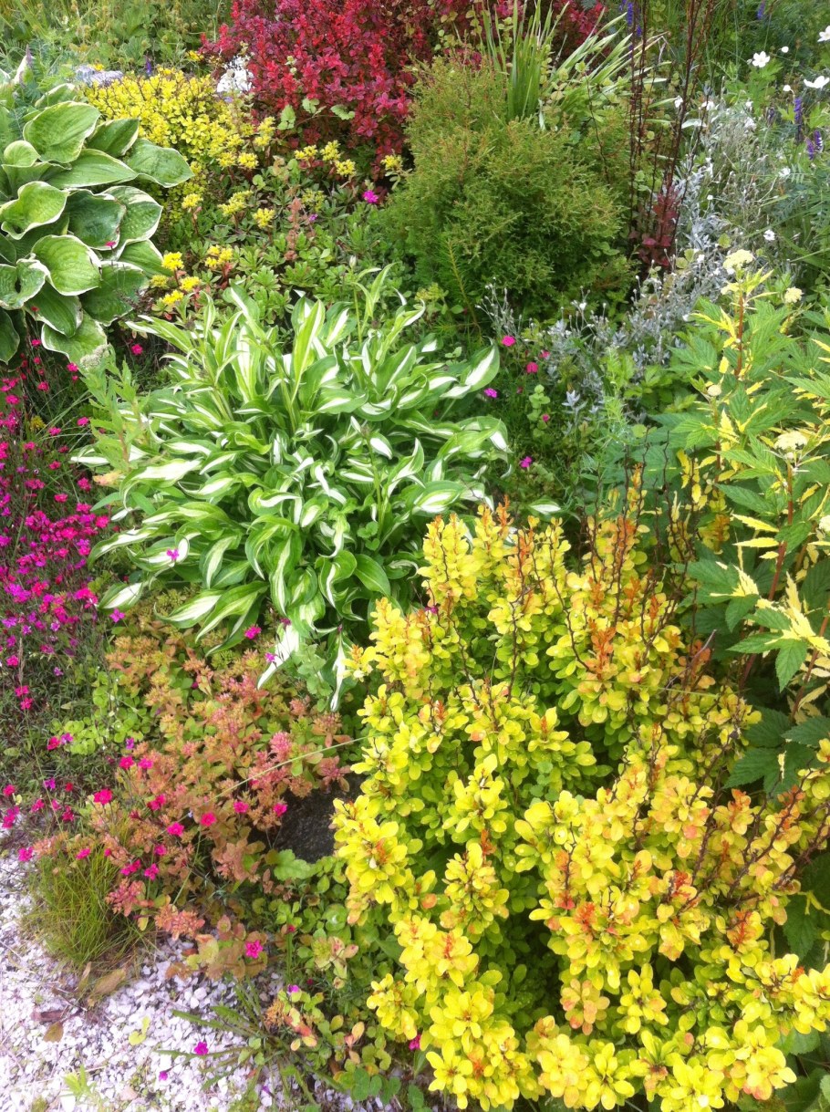 Миксбордер с барбарисом Тунберга