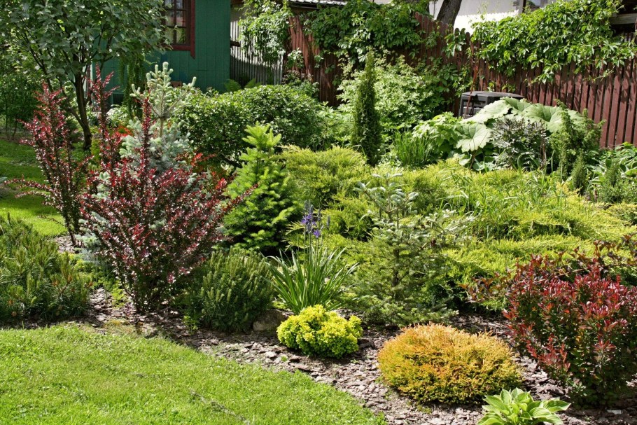 Барбарис Тунберга в ландшафте