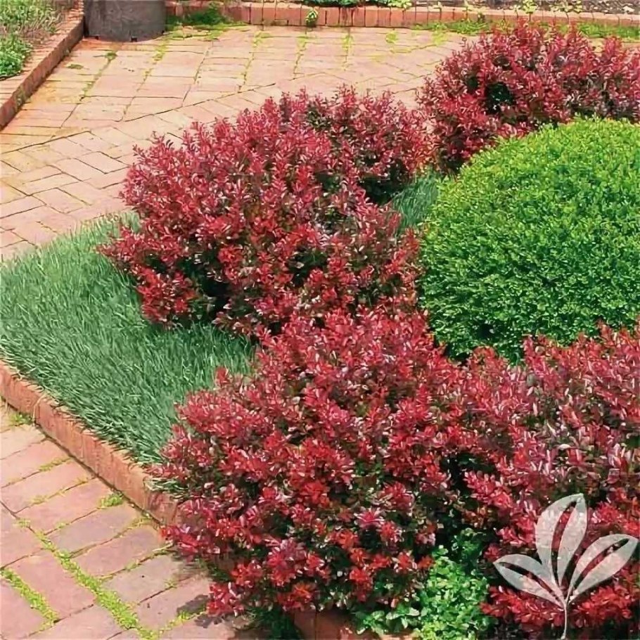 Барбарис Тунберга атро пурпуре