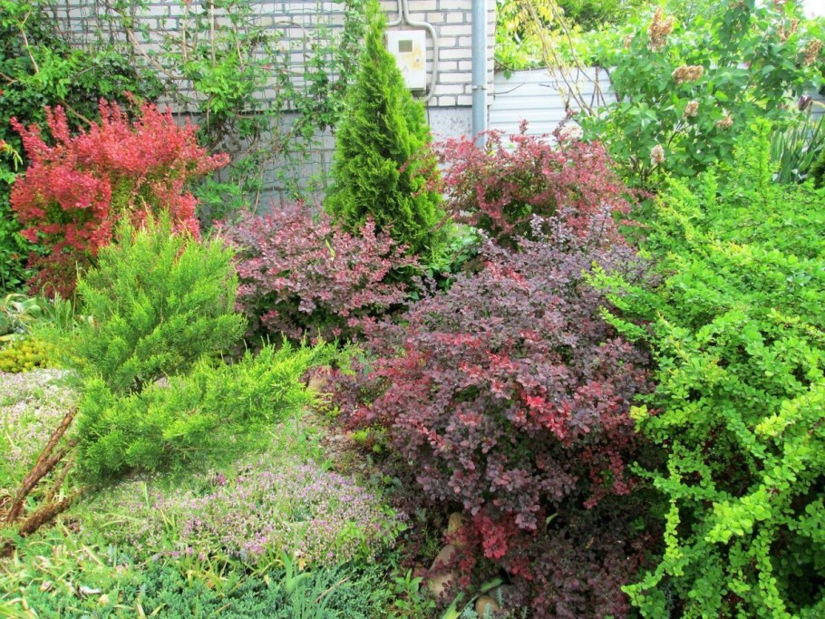 Туя Барбарис спирея