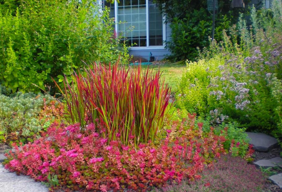 Императа цилиндрическая Red Baron