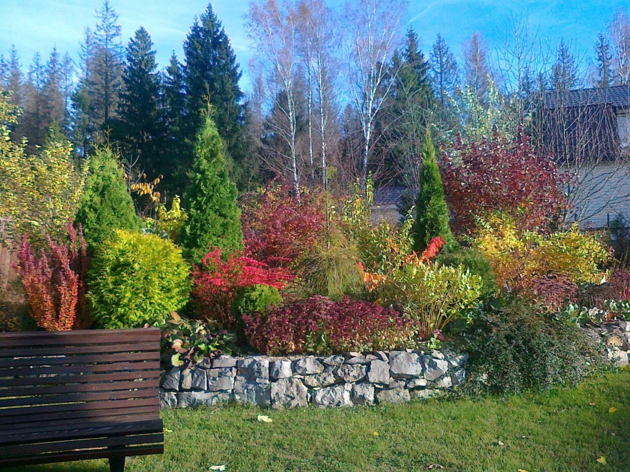 Клумба туя Барбарис спирея