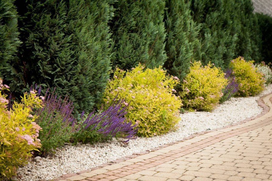 Туя Тунберга