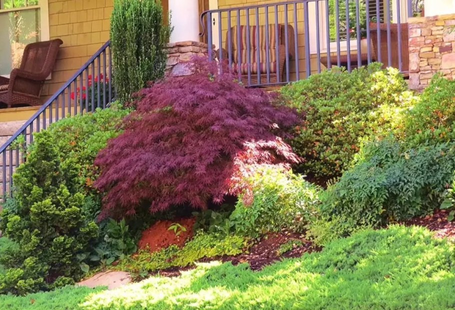 Барбарис Тунберга в озеленении