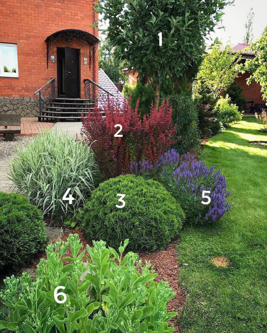 Миксбордер с туей Брабант