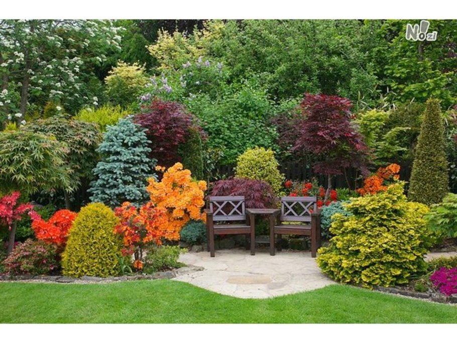 Барбарис Тунберга Адмирейшн изгородь