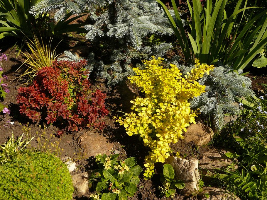 Барбарис Aurea