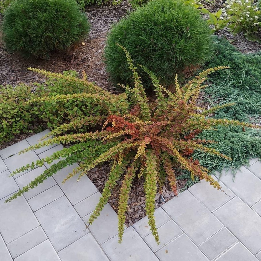 Барбарис Тунберга Грин