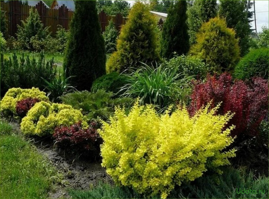 Форзиция Медоуларк