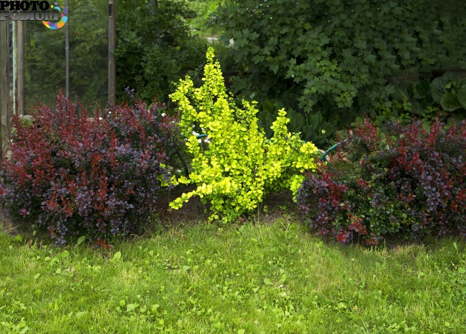 Барбарис Тунберга Келлерис
